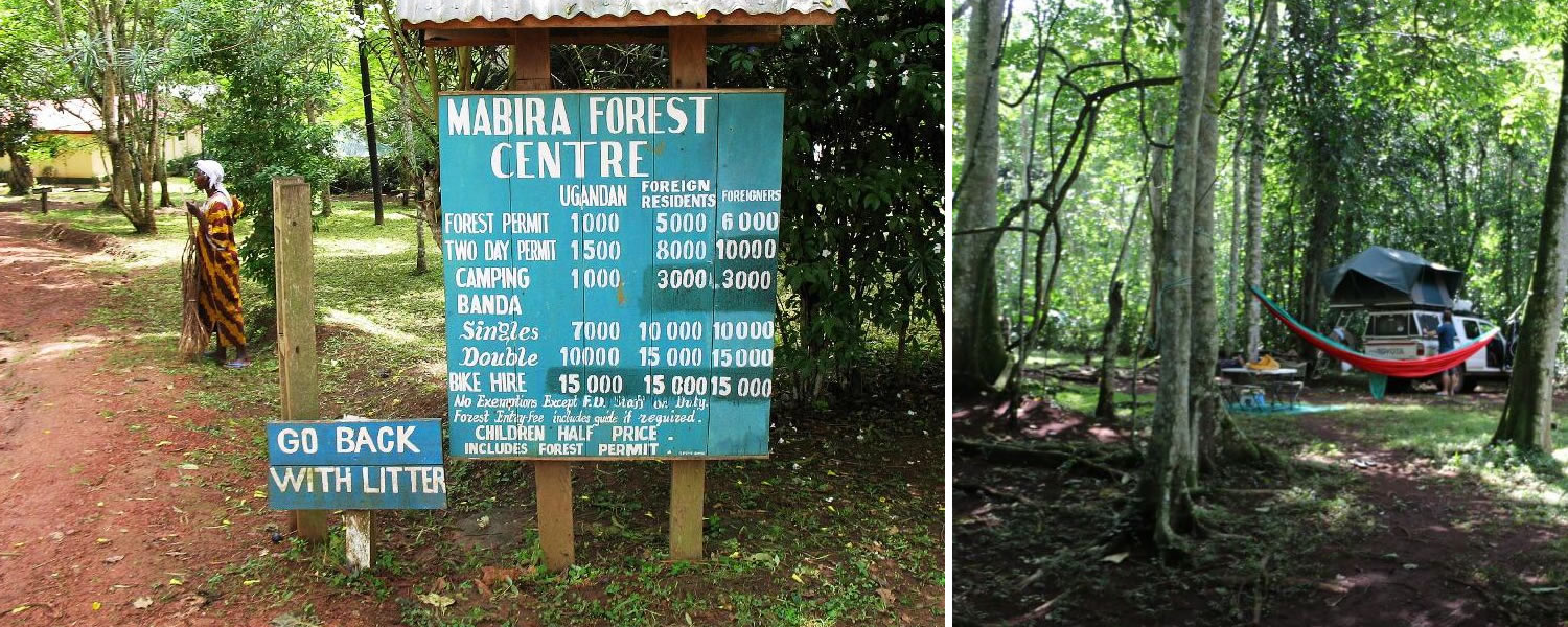 1 Day Mabira Forest Reserve Safari