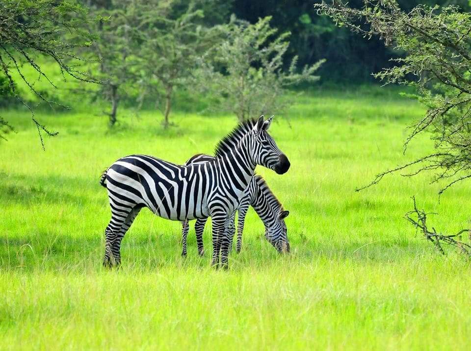 4 Days gorilla trekking and lake mburo uganda safari