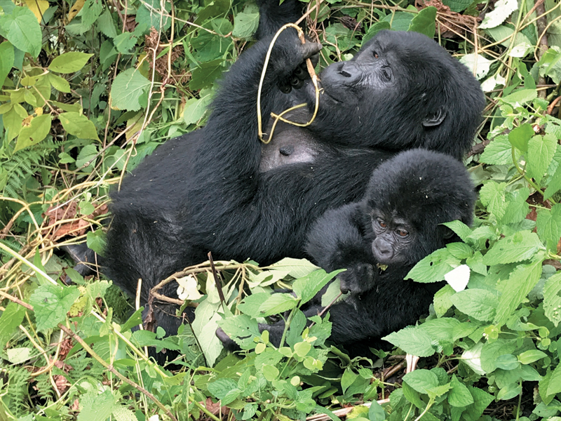 Gorilla Tracking in Uganda